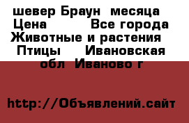 шевер Браун 2месяца › Цена ­ 200 - Все города Животные и растения » Птицы   . Ивановская обл.,Иваново г.